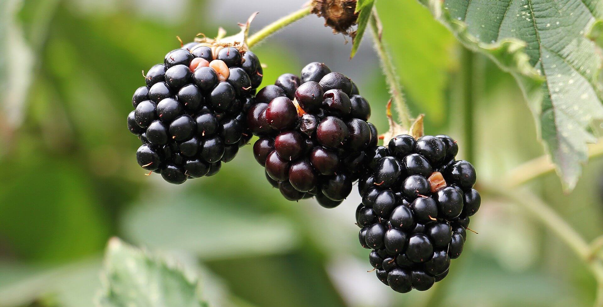 How to Grow Blackberries from Seeds to Fruit Garden Crafted