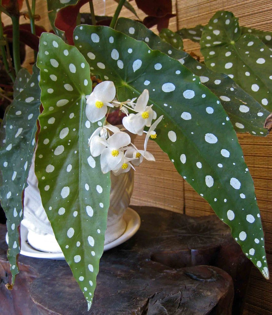 How to Care for Begonia Maculata (Polka Dot Plant) Garden Crafted