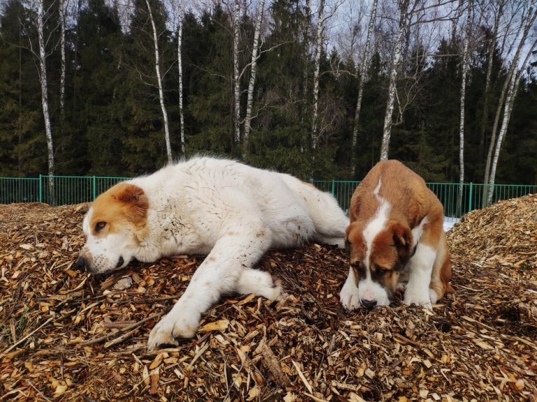 How Do I Stop My Dog From Eating Mulch Garden Crafted