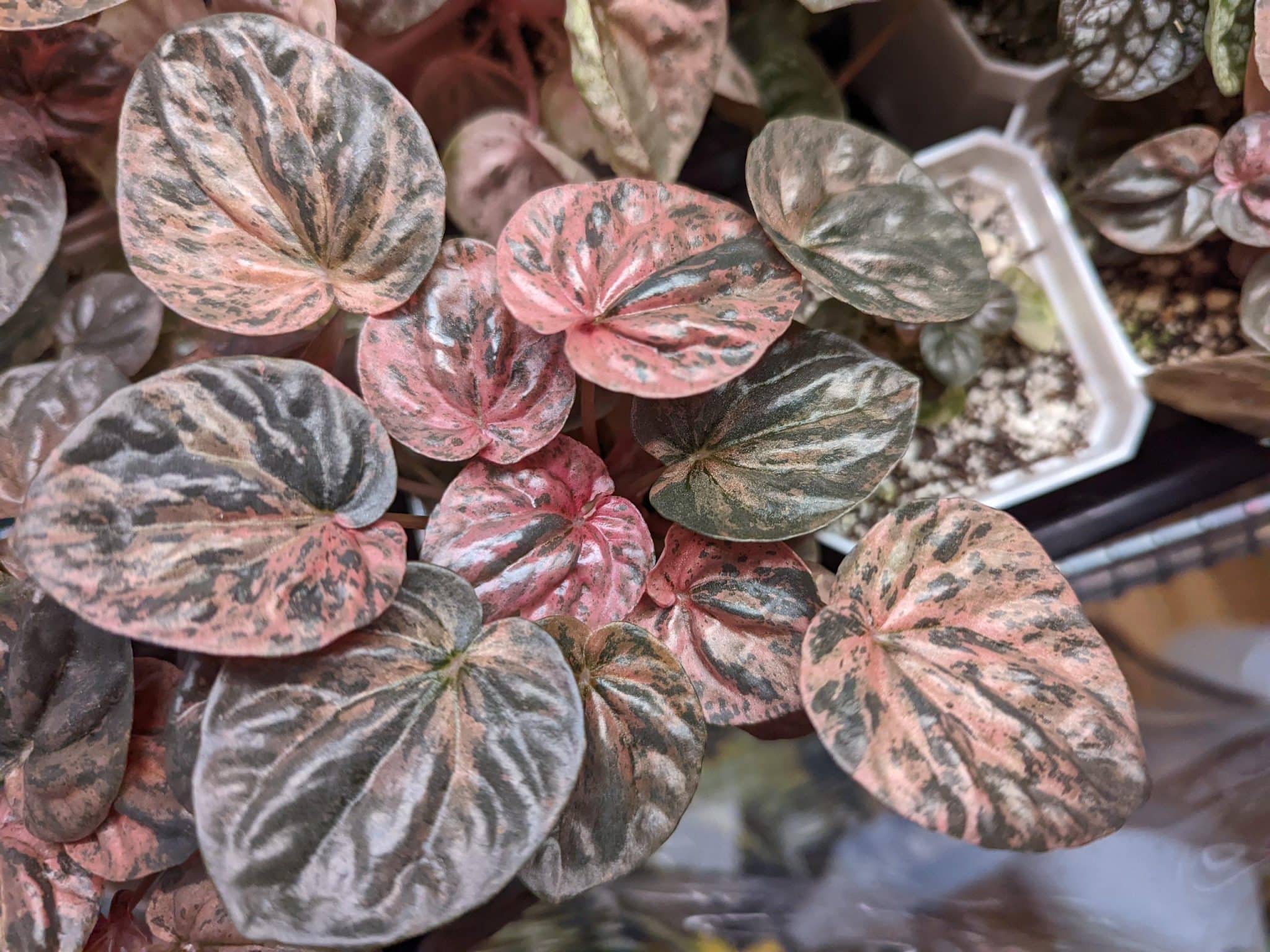 How to Care for Peperomia Pink Lady Garden Crafted