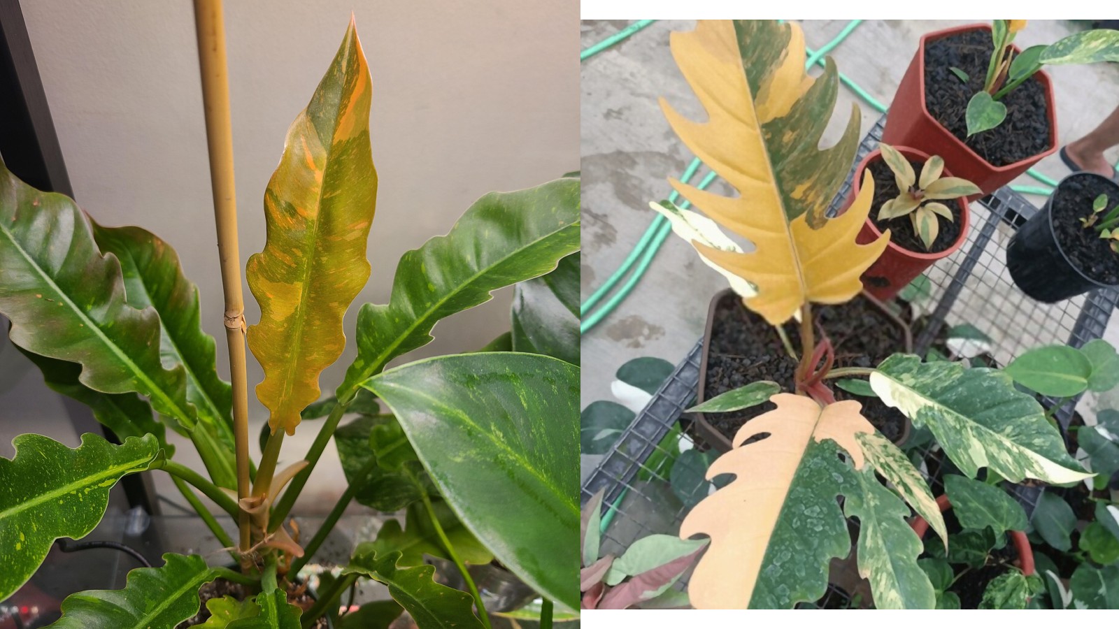 How to Care for Philodendron Ring of Fire Garden Crafted